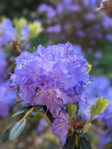Purple Rhodi Flower