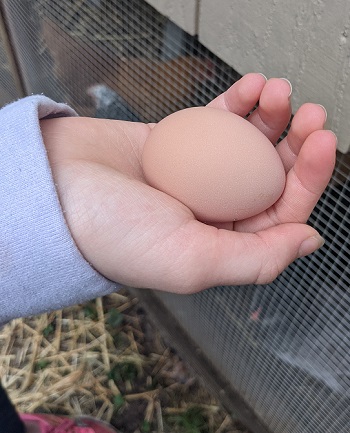Egg in Hand