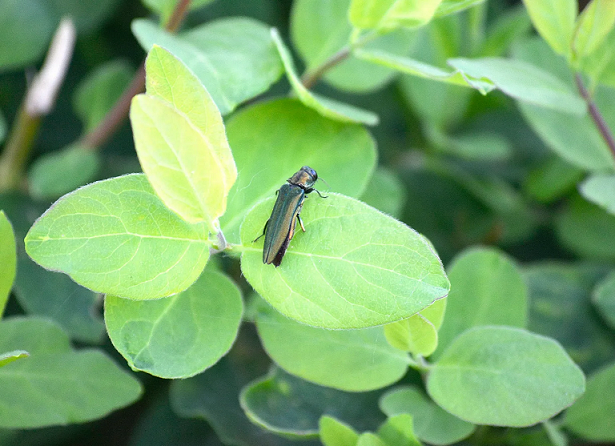 Emerald Ash Borer on Leaf