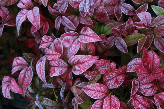 Frosted Red Leaves