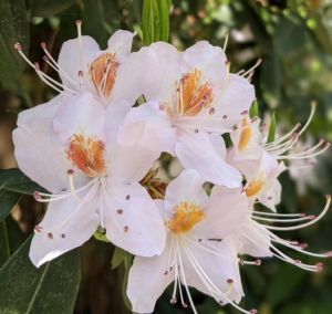White Rhodi Flower