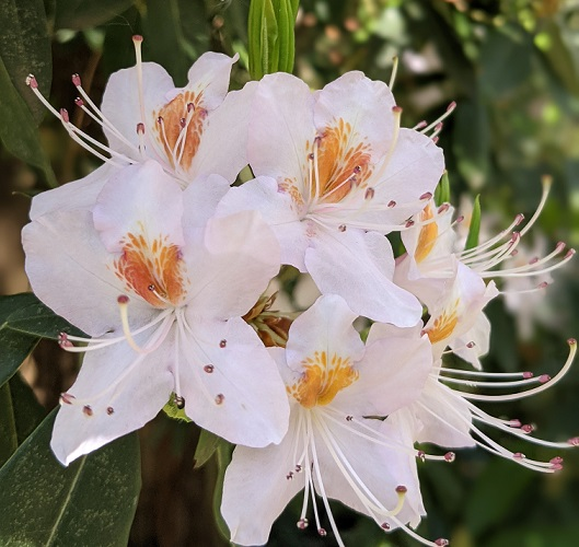 White Flower