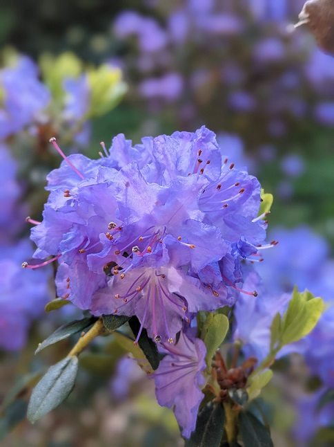 Purple Flower