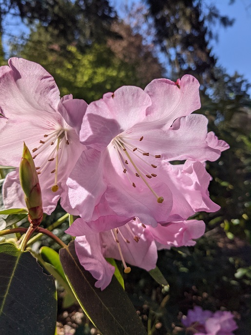 Pink Flower