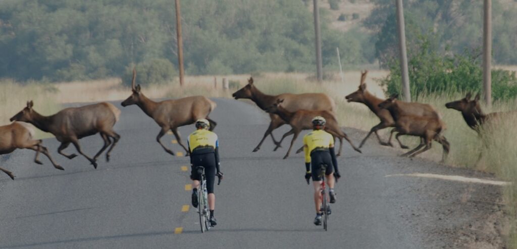 Deer Crossing Road