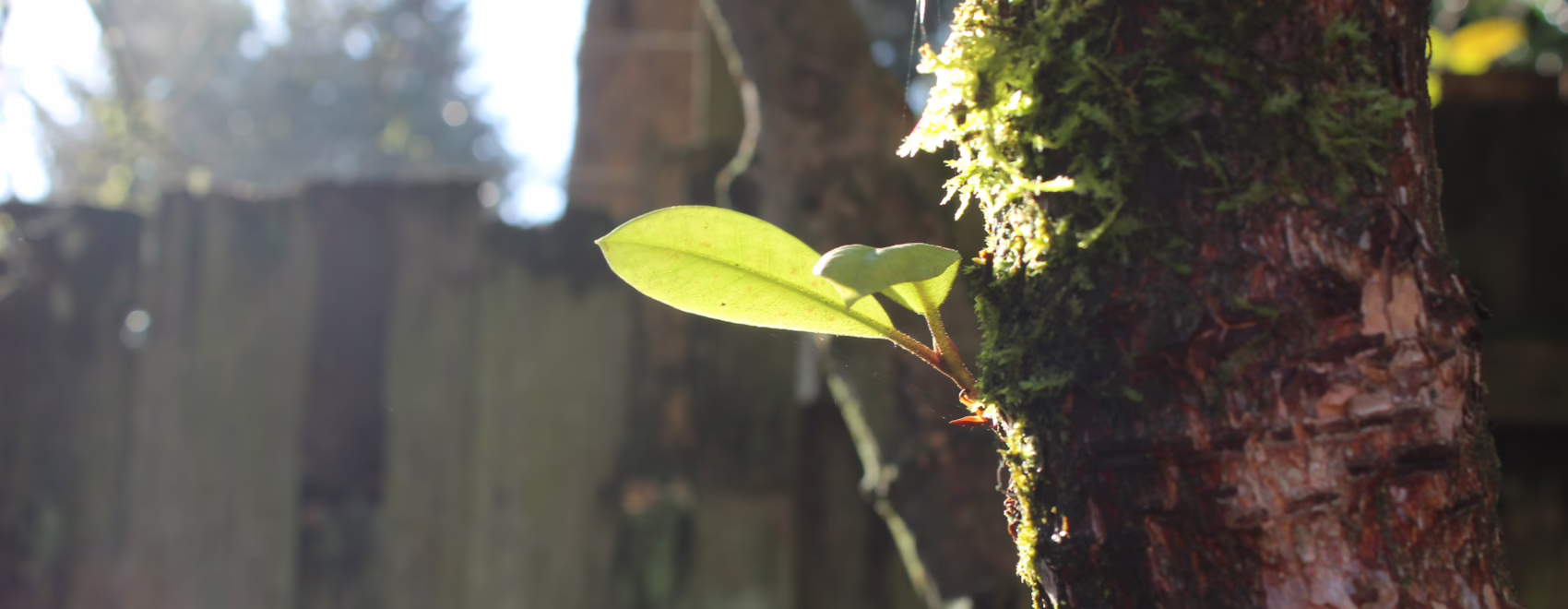 Rhododendron Shoot