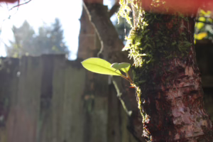 Rhododendron Shoot