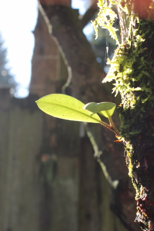 Rhododendron Shoot