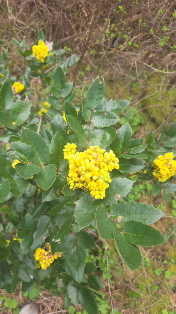 Flowering Oregon Grape - Jackson Bottom Wetlands near Hillsboro