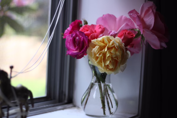 Flowers in Window